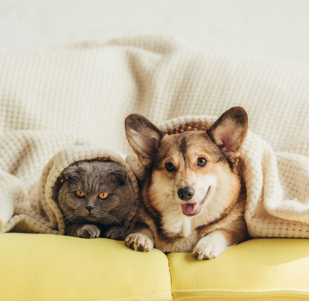 cute welsh corgi and cat