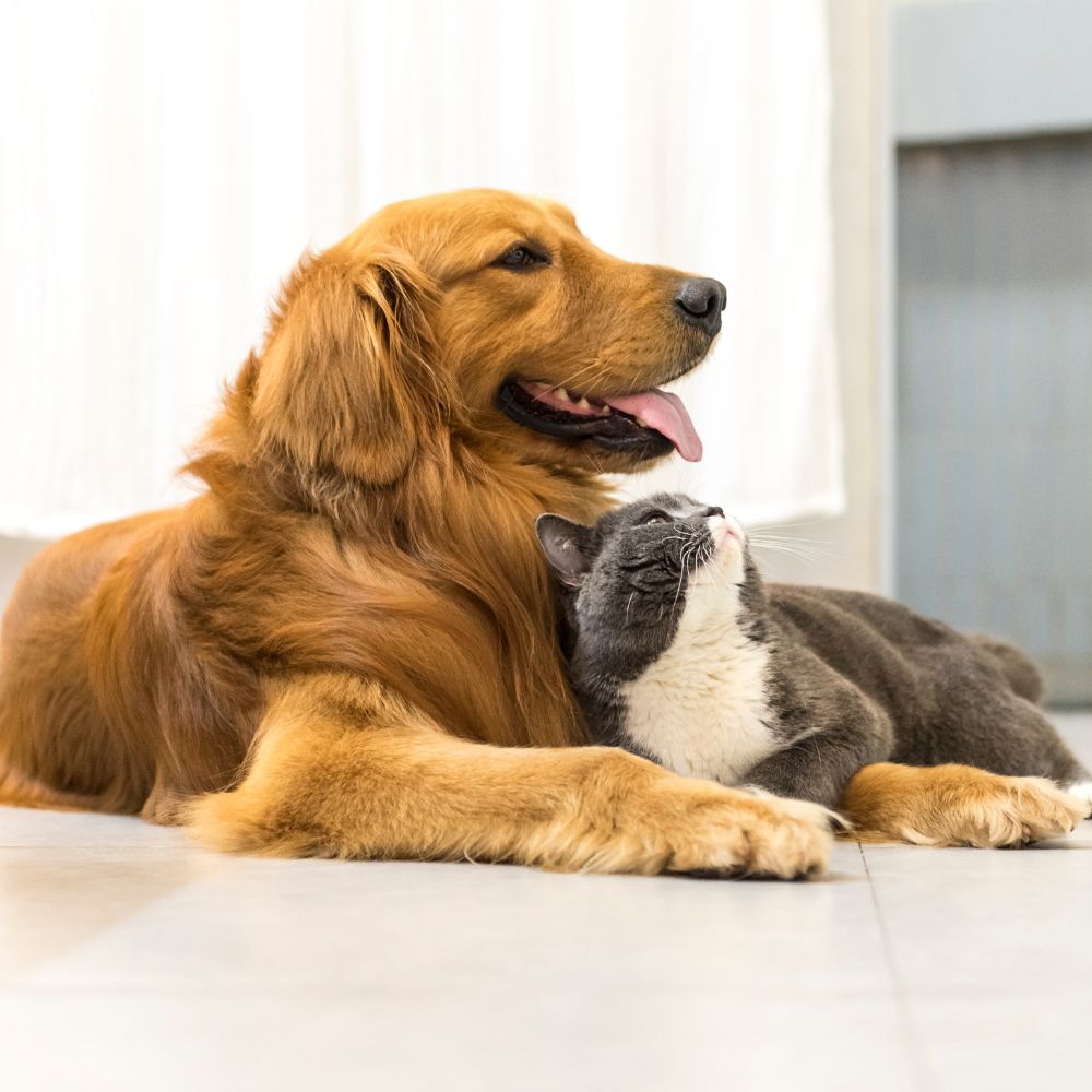 A dog and cat lounging together