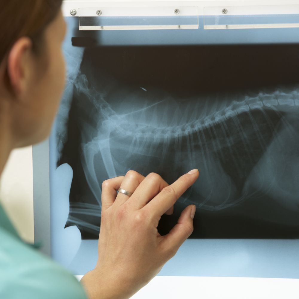 Veterinary Surgeon Examining X-Ray