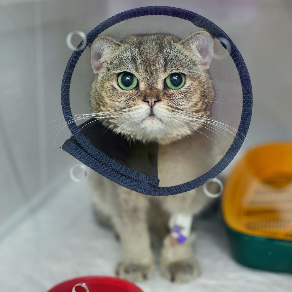 A cat with a cone around its head