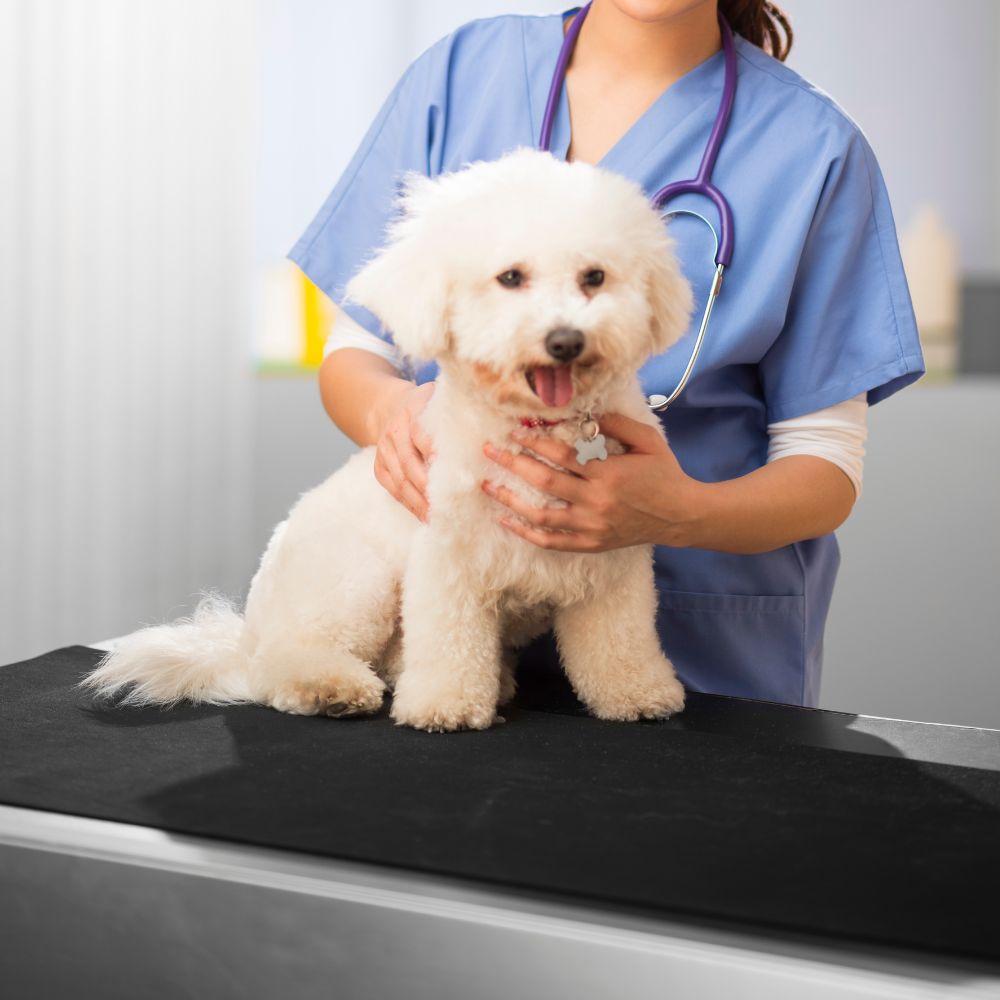 A woman with a white dog