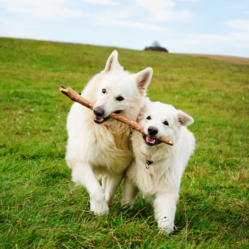 Two white dogs happily carrying a stick together